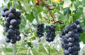 crown_nouen_grape