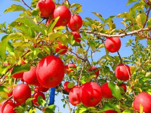 img_480194_7413979_0